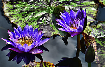 Flowers, Water, Leaves, Lilac, Water Lilies, Couple, Pair, Purple HD wallpaper
