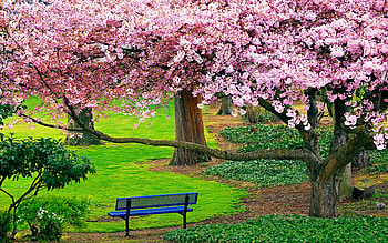 Spring in the park, rest, blossoms, flowering, blooming, spring, park, tree, bench, grass, beautiful HD wallpaper