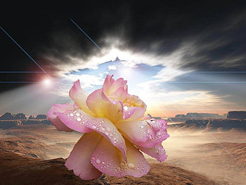 flower in the desert, rose, darksky, pink, sunlight, flower, petalswater HD wallpaper