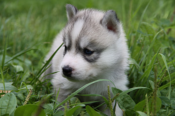 Animals, Grass, Sit, Muzzle, Puppy, Husky HD wallpaper