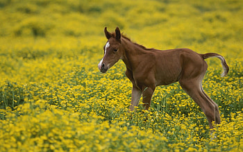 Animals, Flowers, Grass, Young, Field, Joey, Stallion HD wallpaper