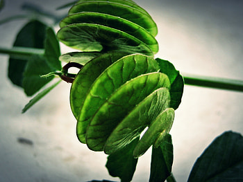 green spiral, nature, spiral, green, flower HD wallpaper