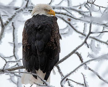 Eagle in Tree, trees, sky, bird, eagle HD wallpaper