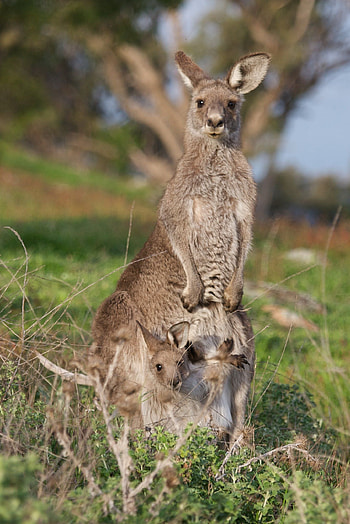 Kangaroo (Animals), Australian wildlife, Kangaroo species, Iconic animals HD phone wallpaper