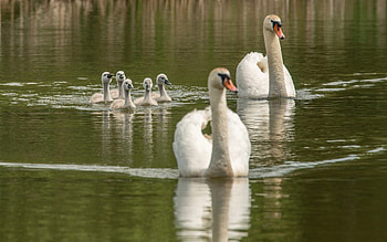 Swan Family, swans, reflection, water, family HD wallpaper