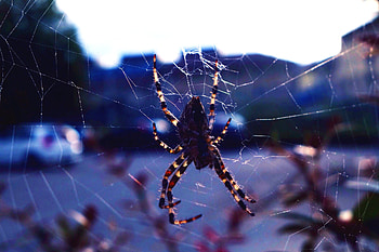 Spider Close Click, spider, animals, macro HD wallpaper