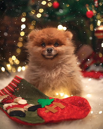 Holidays, New Year, Dog, Sock HD phone wallpaper