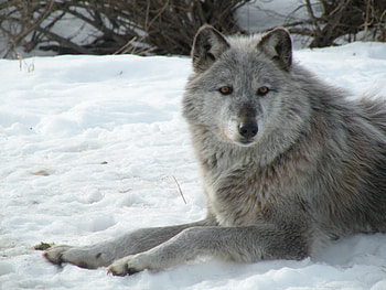 Gray Wolf in Winter for Kate, majestic, winter, hunter, cunning, beautiful, predator, snow, gray wolf, canine HD wallpaper