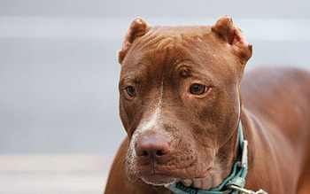 Animals, Dog, Muzzle, Collar, American Pitbull, American Pit Bull HD wallpaper