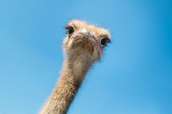 COVID-19 detection masks, Ostrich cells, Glowing indicators, Scientific breakthrough HD wallpaper