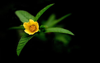 Leaves, Flower, Macro, Shadow HD wallpaper