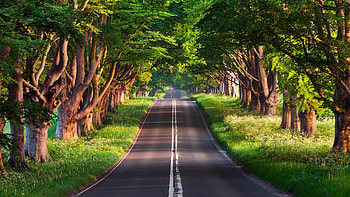 Supermassive , Captivating tree visuals, Stunning backgrounds, High-resolution beauty HD wallpaper