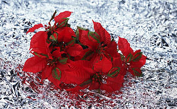 Flowers, To Lie Down, Lie, Poinsettia, Foil HD wallpaper