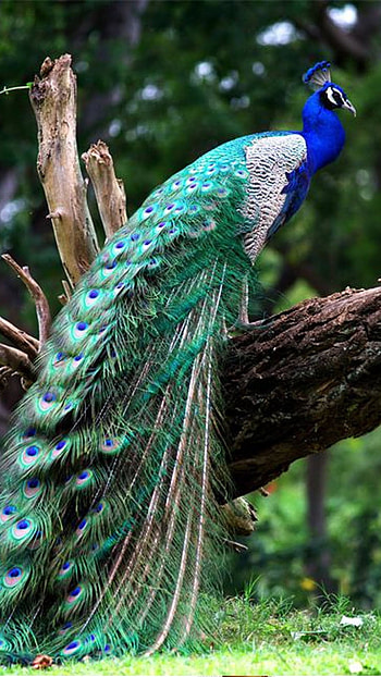 Peacock, Bird HD phone wallpaper