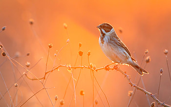 Adorable avian, Retina display , High-quality bird ry, MacBook Pro backgrounds HD wallpaper