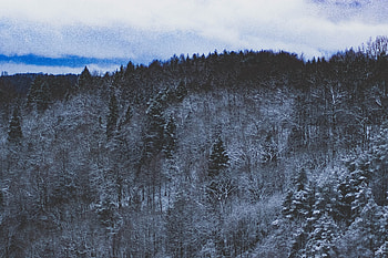 Snow Forest Nature , nature, forest, snow HD wallpaper