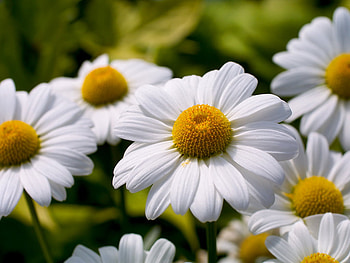 Margaritas, margarita, daisy, flower, nature, petal, blossom HD wallpaper