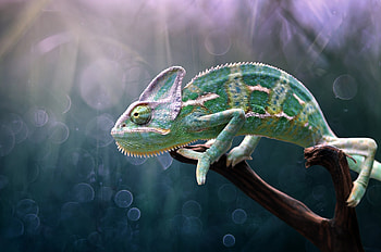 Chameleon, pink, green, edy pamungkas, nature, reptile HD wallpaper