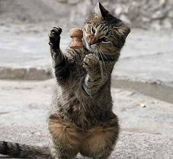 KITTY PLAYING, playing, cork, kitty, juggling HD wallpaper