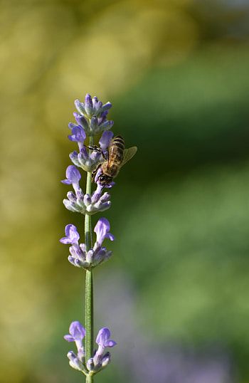 Flower, Macro, Insect, Bee HD phone wallpaper
