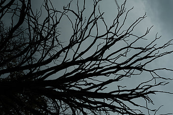 Nature, Sky, Clouds, Wood, Tree, Branches HD wallpaper