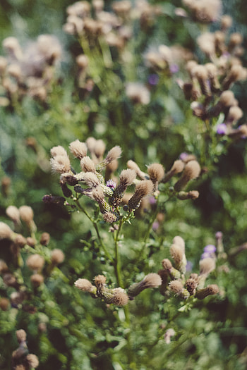 Flowers, Plant, Macro, Fluffy, Blur, Smooth HD phone wallpaper