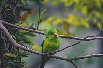 Animals, Parrots, Bird, Branch HD wallpaper