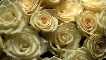 Flowers, Roses, Bouquet, Composition HD wallpaper