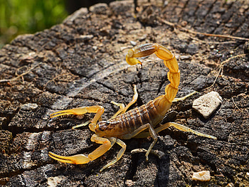 Brazilian Yellow Scorpion, animal, brazilian, scorpion, yellow HD wallpaper