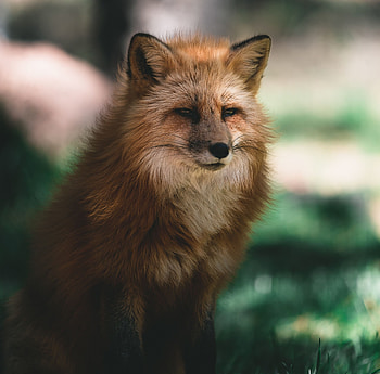Animals, Fox, Fluffy, Brown, Sight, Opinion, Animal HD wallpaper