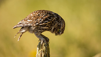 Owl, animal, perch, bird HD wallpaper