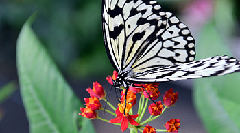 Patterns, Flower, Macro, Butterfly HD wallpaper