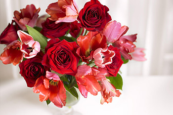 Plants, Flowers, Roses, Bouquets HD wallpaper
