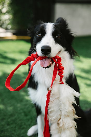 Charming border collie with red leash plays on a sunny lawn, showcasing loyalty and energy. HD phone wallpaper
