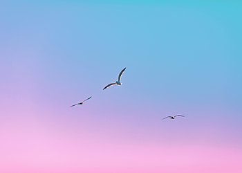 Birds, Seagulls, Minimalism, Flight, Gradient HD wallpaper