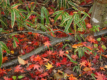 Autumn forest, landscape, autumn, nature, forest, tree HD wallpaper