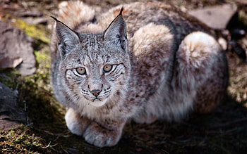 Animals, Iris, To Lie Down, Lie, Predator, Big Cat HD wallpaper