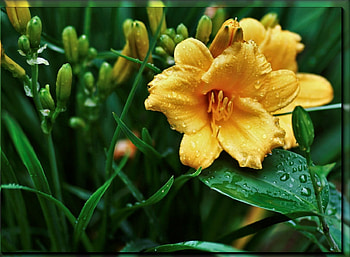 Yellow flower, flowers, yellow HD wallpaper