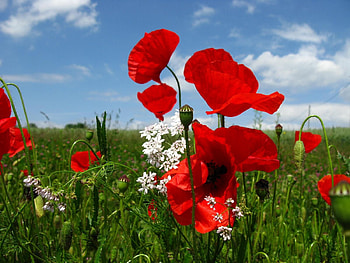 Nature, Flowers, Sky, Poppies, Greens, Polyana, Glade HD wallpaper