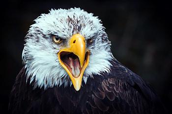 Eagle Beak Tongue Open , eagle, birds HD wallpaper