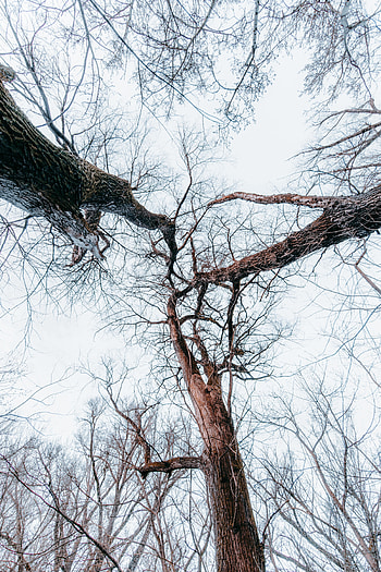 Nature, Trees, Forest, Branches, Bottom View HD phone wallpaper