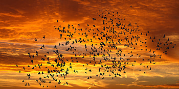 Sunset, birds, sky HD wallpaper