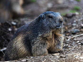 Animals, Wildlife, Rodent, Marmot HD wallpaper