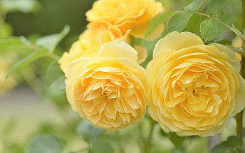 Roses, flower, yellow, summer, rose, nature, teandafir, vara HD wallpaper