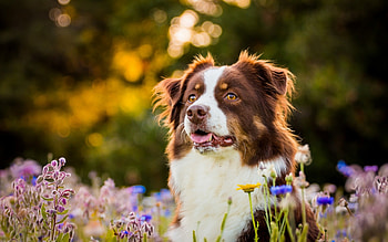 Australian Shepherd, animal, dog, summer, field, flower, australian, shepherd HD wallpaper
