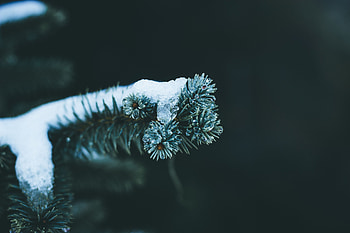 Winter, Snow, Macro, Branch, Fir, Spruce HD wallpaper