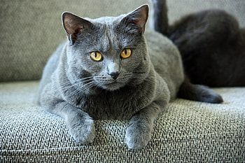 British shorthair, curious, animal, cat HD wallpaper