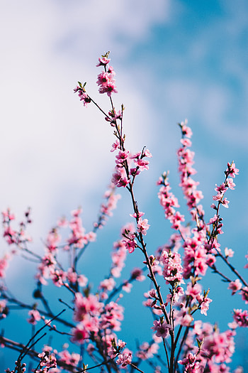 Spring, Flowers, Sky, Clouds, Sakura, Branches HD phone wallpaper
