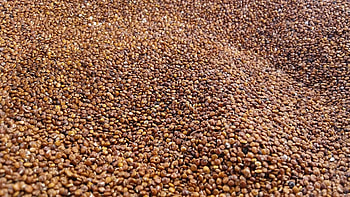 Amaranth comparison, Quinoa analysis, Nutritional value, Informative article HD wallpaper
