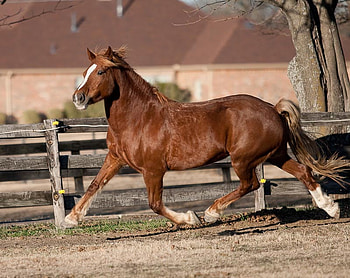 Breeze, run, horse, beautiful HD wallpaper